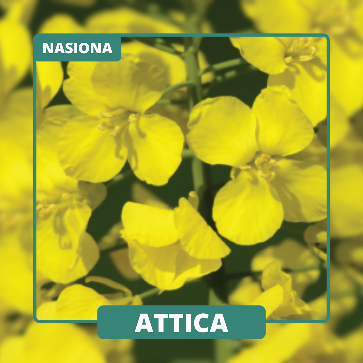 ATTICA, średniowczesna odmiana rzepaku, cechuje się wysoką odpornością na TuYV i PHOMA (Rlm7) oraz doskonałym plonowaniem. Idealna do mieszanek z roślinami strączkowymi.