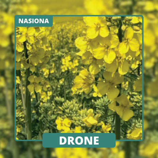 DRONE to odmiana zapewniająca regularne plony i dobrą tolerancję na stres środowiskowy.
