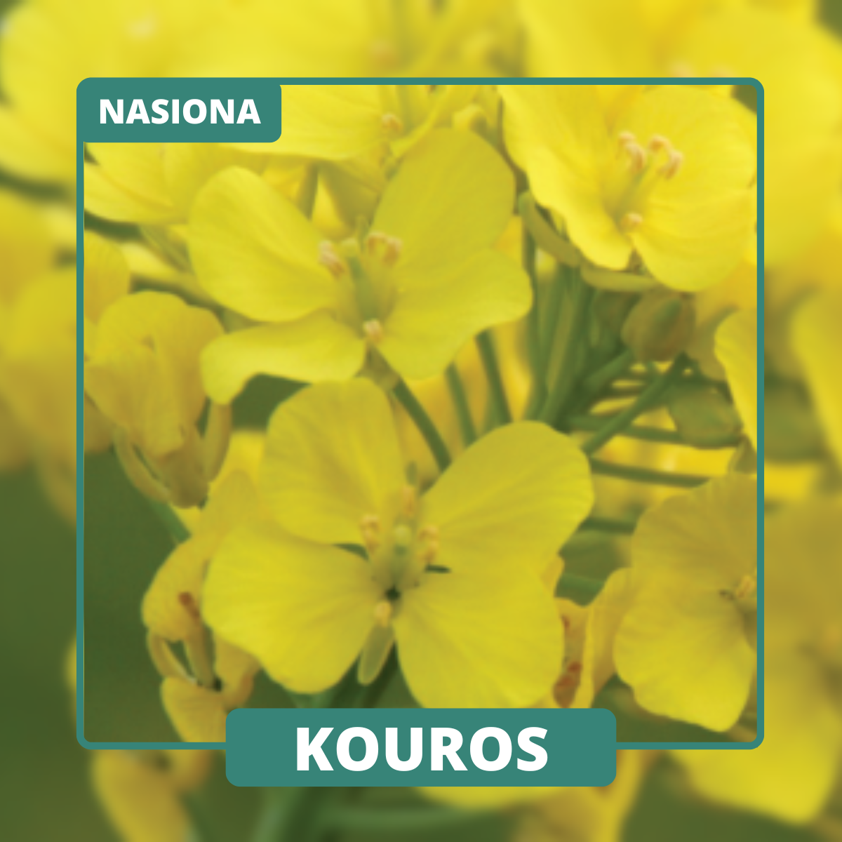 KOUROS łączy wysoki potencjał plonowania z odpornością na kiłę kapustnych – idealny dla intensywnych gospodarstw.
