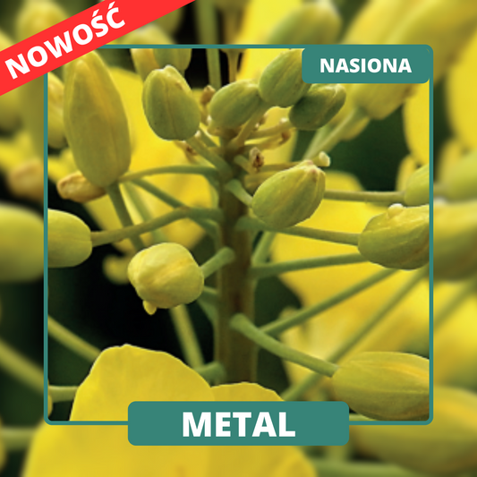 METAL, wczesna odmiana mieszańcowa, wyróżnia się doskonałą tolerancją na choroby i dobrym zachowaniem w trudnych warunkach.