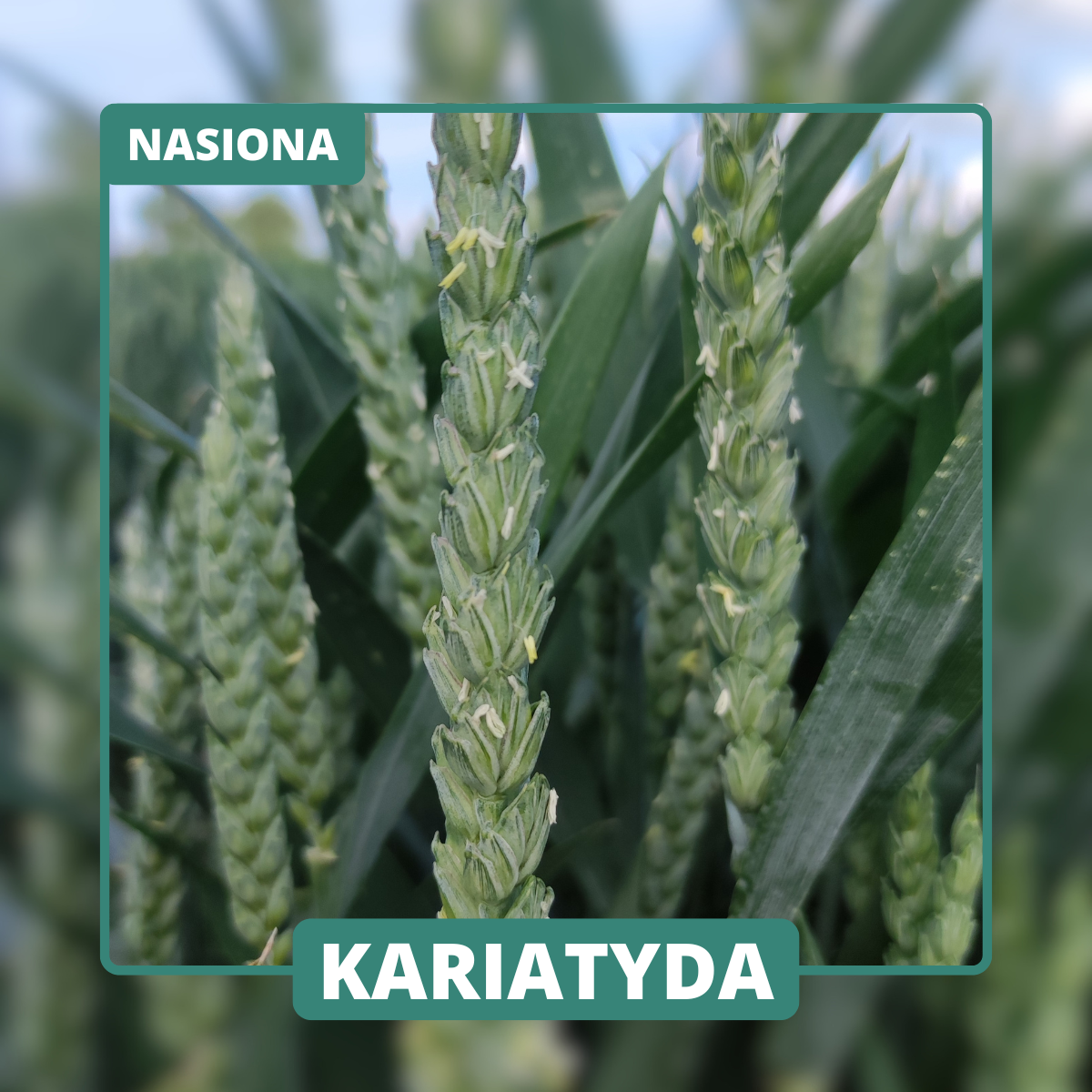Kariatyda