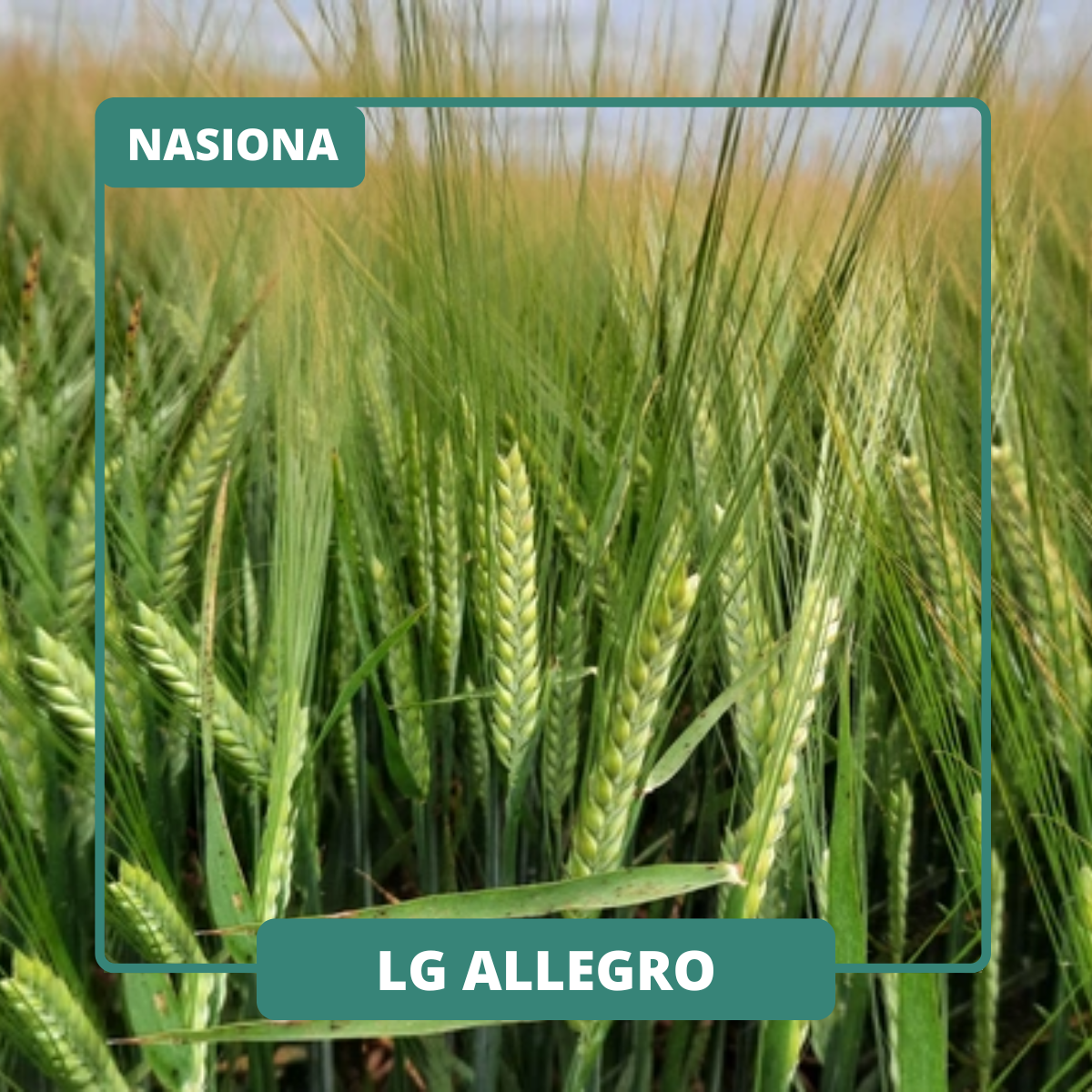 LG ALLEGRO