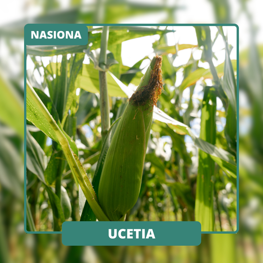 UCETIA